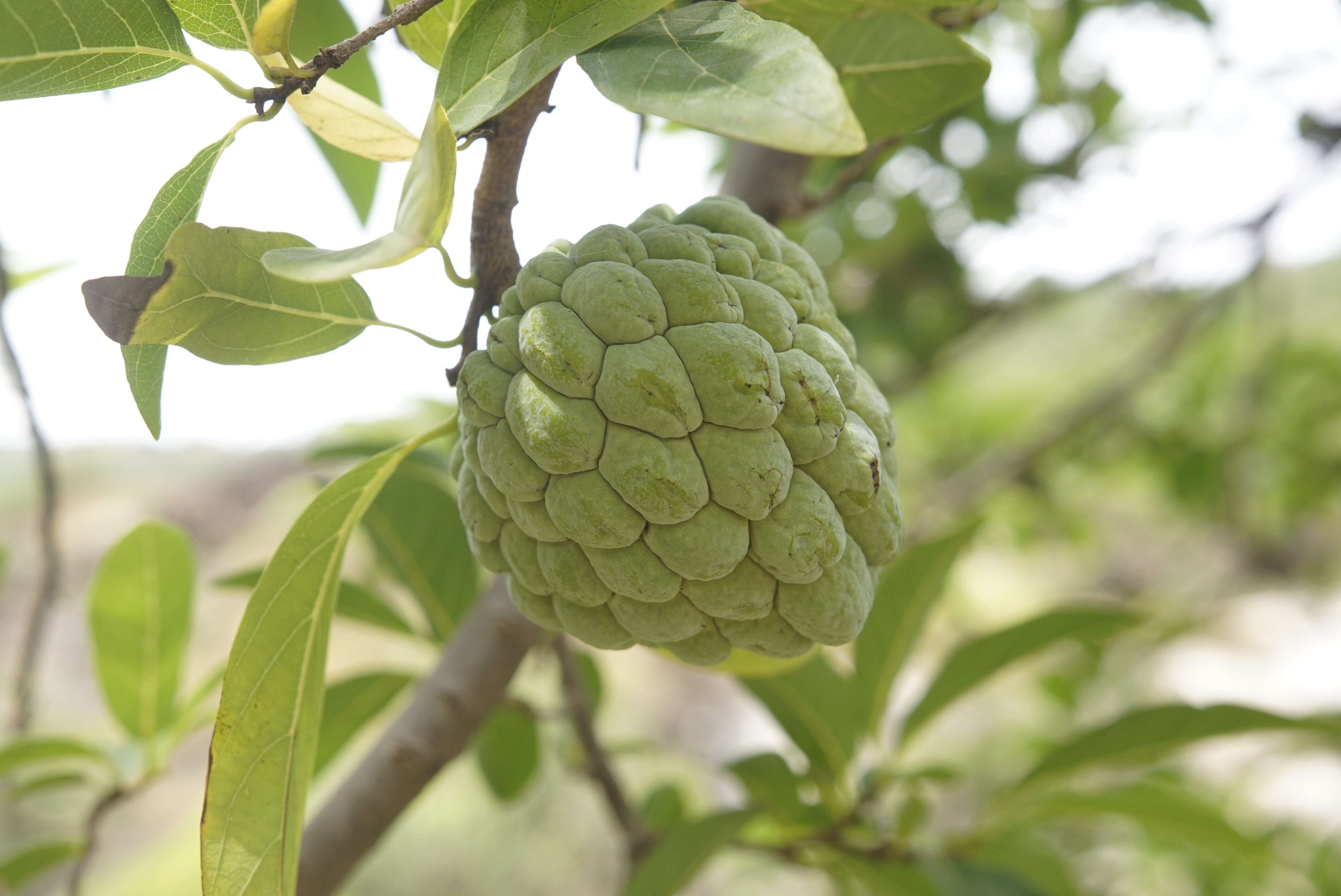 Imagem de Annona squamosa L.