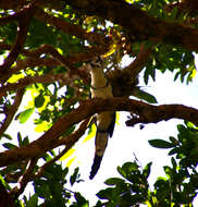 Image of Magpie-jay