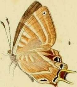 Image of Saribia tepahi Boisduval 1833