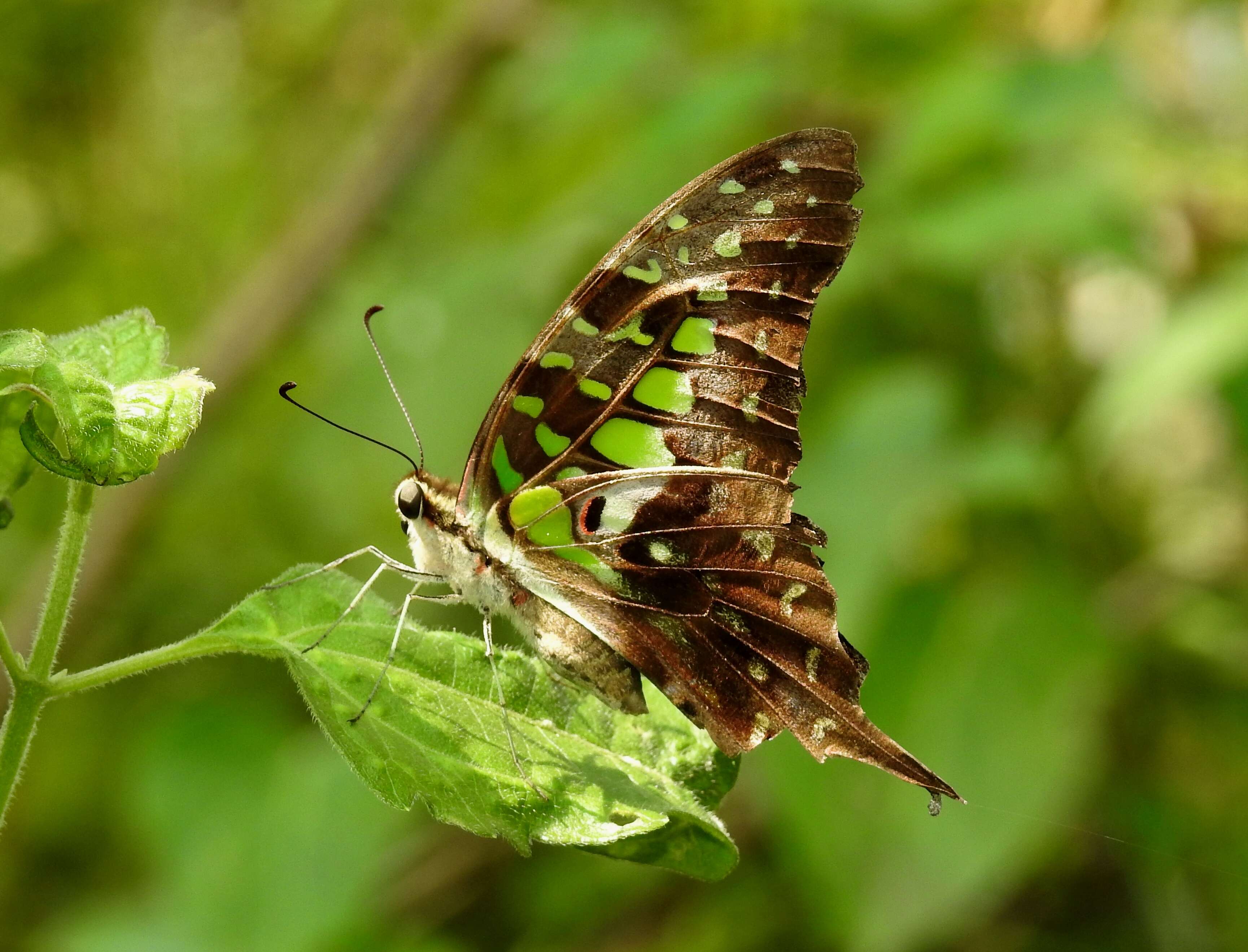 Imagem de Graphium agamemnon (Linnaeus 1758)