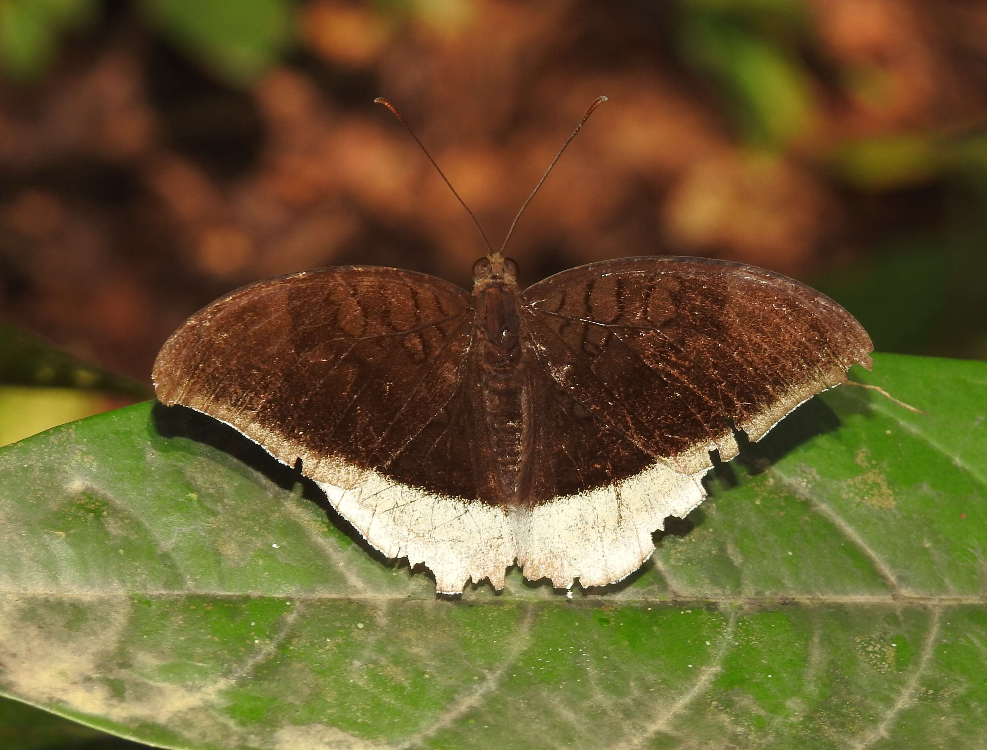 Image of Tanaecia lepidea Butler 1868