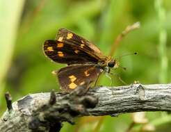 Image of Tamil grass dart