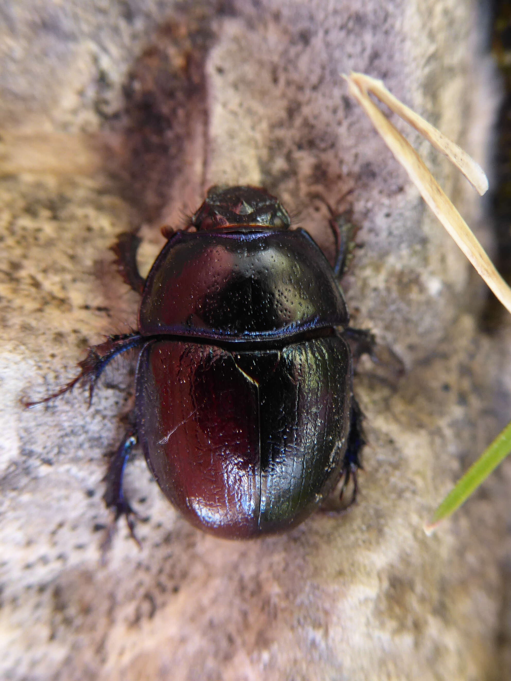 Слика од Anoplotrupes