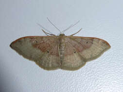 Image of Idaea degeneraria Hübner 1798