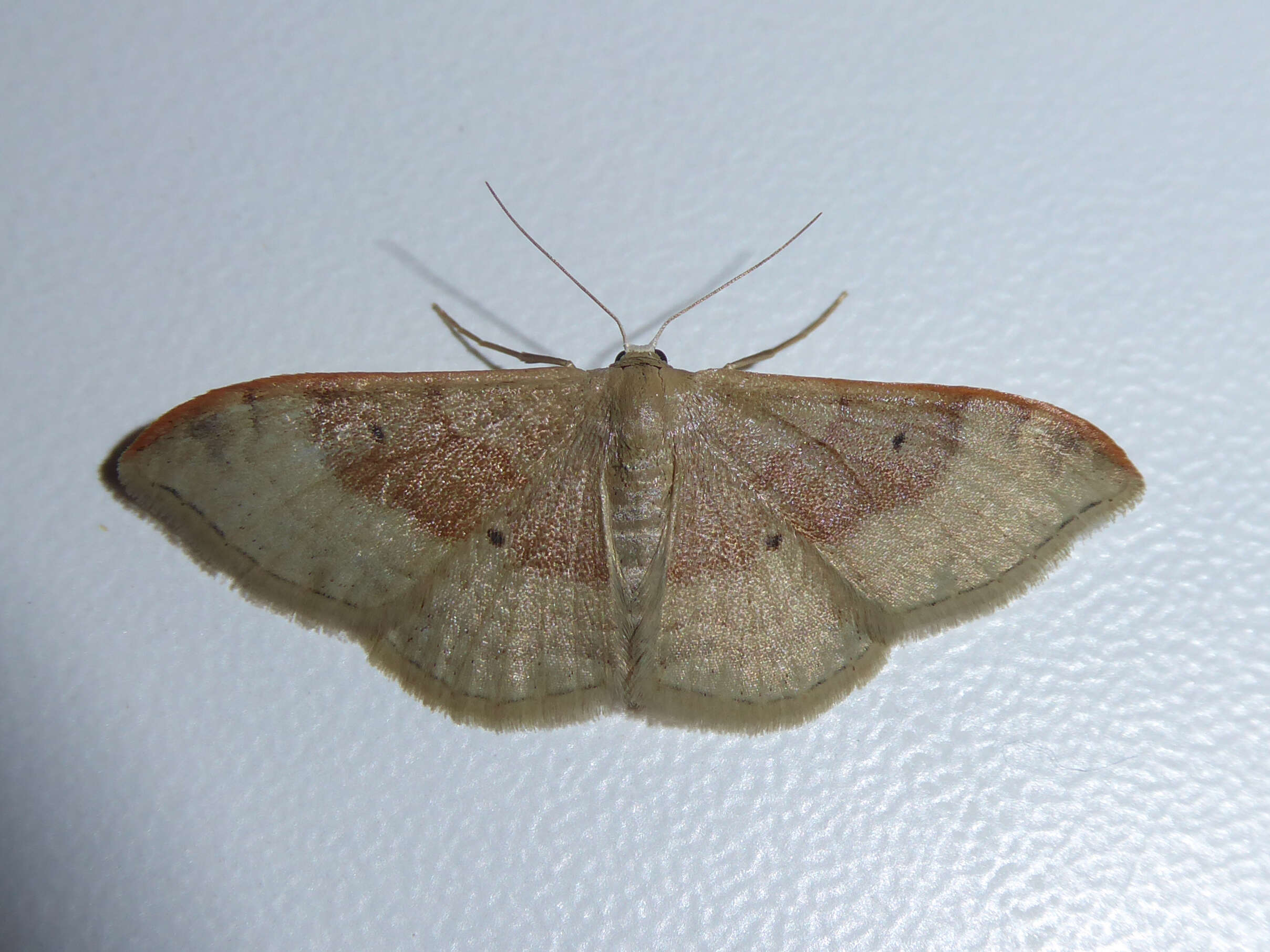 Image of Idaea degeneraria Hübner 1798