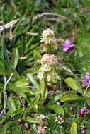 Image of Valeriana celtica L.