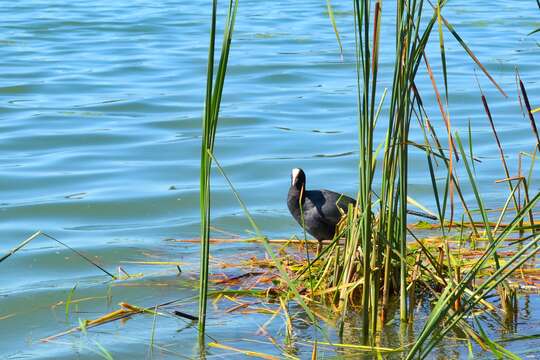 Image of Common Coot