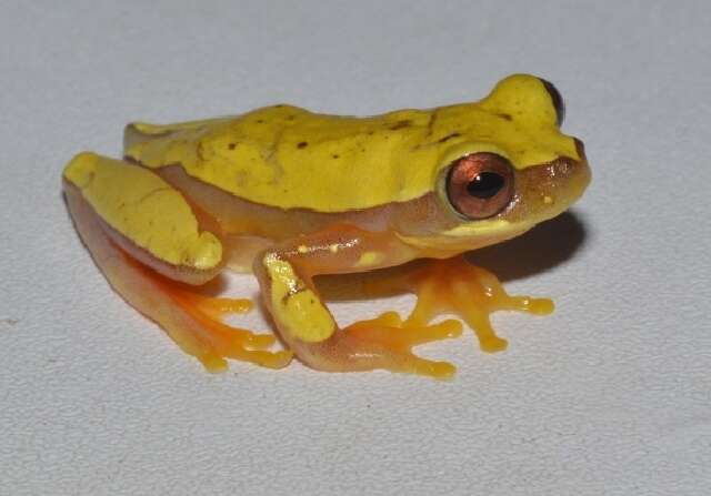 Image of Hourglass Treefrog