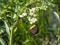 Image of Milkweed