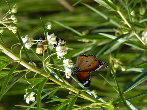 Image of Milkweed