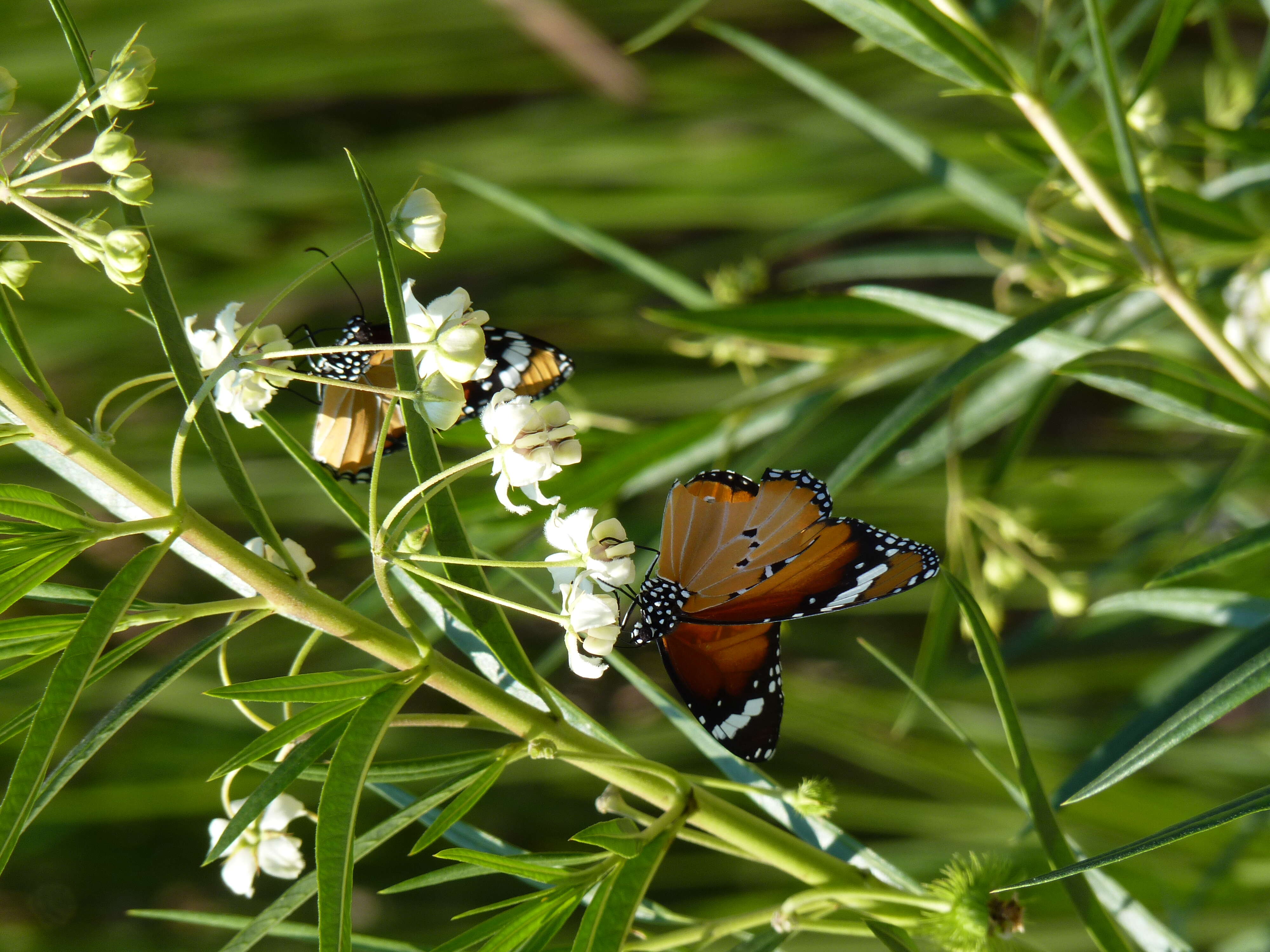 Слика од Gomphocarpus fruticosus subsp. fruticosus