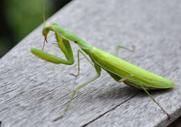 Image of Mantis