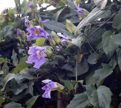 Image of Bengal clock vine