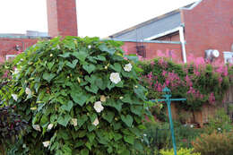 Image of Moonflower or moon vine