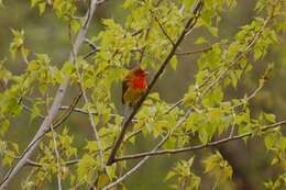 Image of Summer Tanager