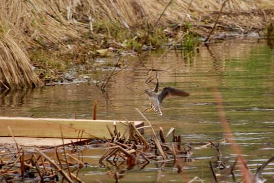 Image of Solitary Sandpiper