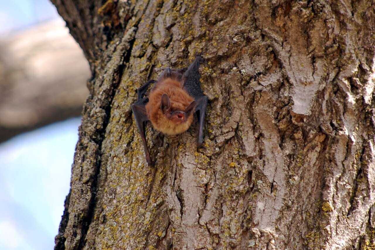 Image of little brown bat