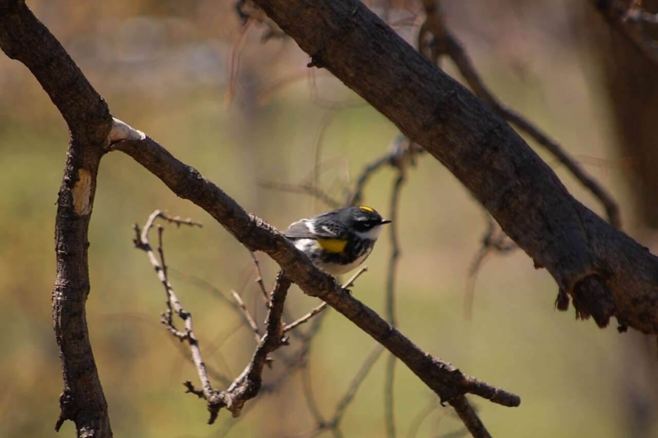 Image of Myrtle Warbler