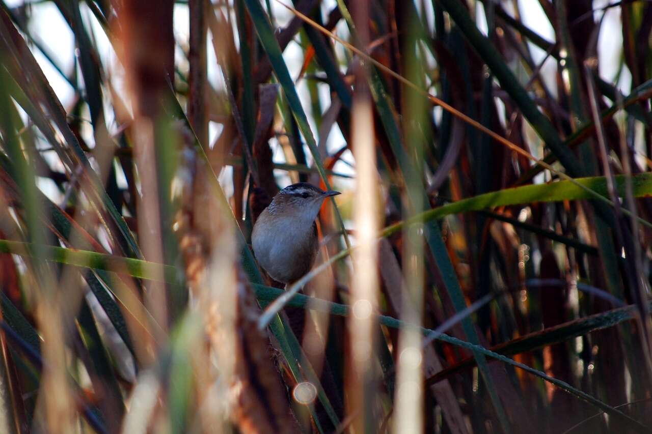 Image of Marsh Wren