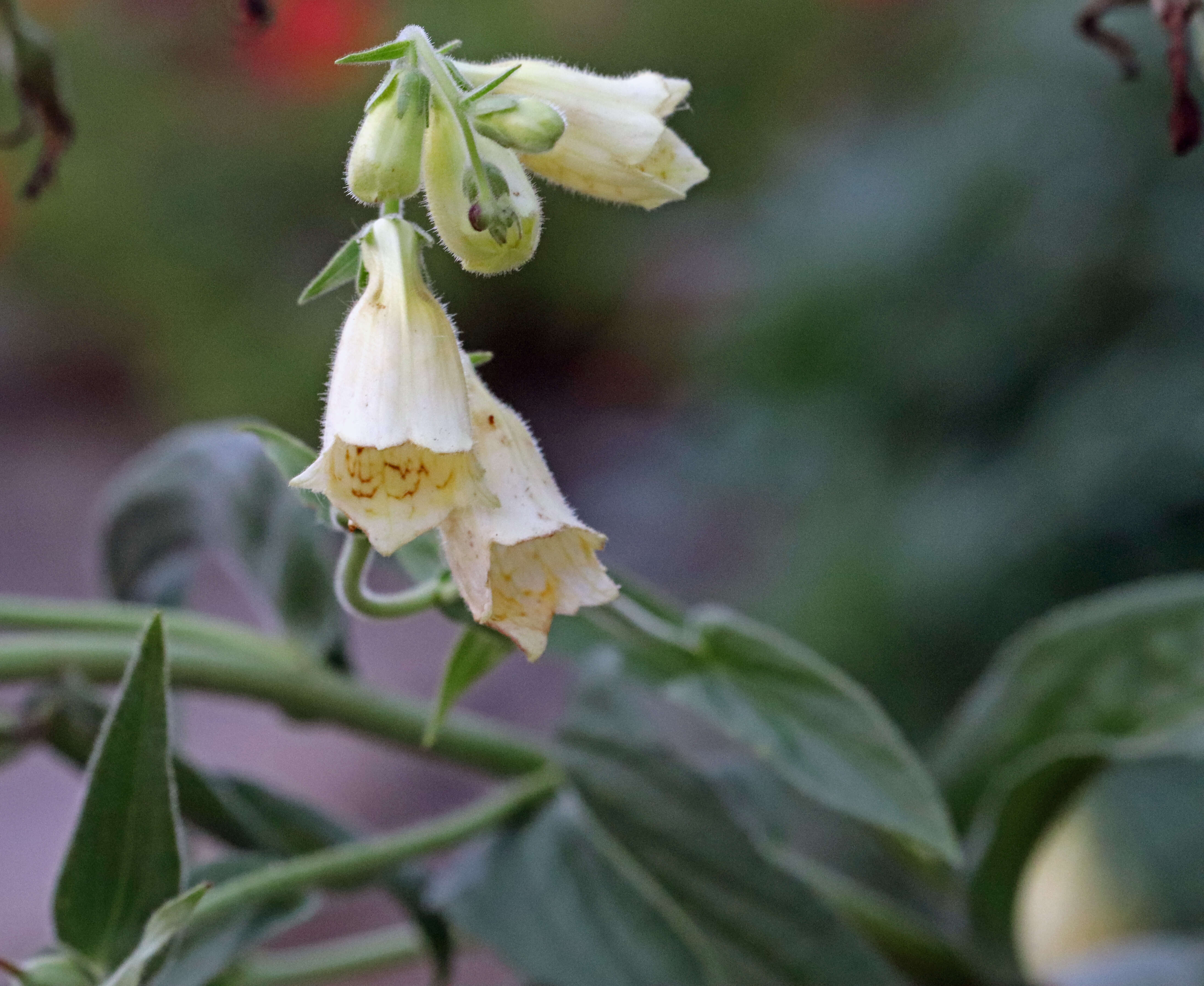 Imagem de Digitalis ciliata Trautv.