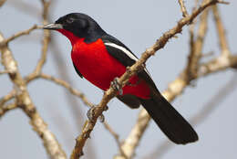 Laniarius atrococcineus (Burchell 1822) resmi