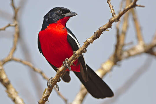 Laniarius atrococcineus (Burchell 1822) resmi