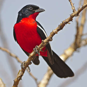 Laniarius atrococcineus (Burchell 1822) resmi