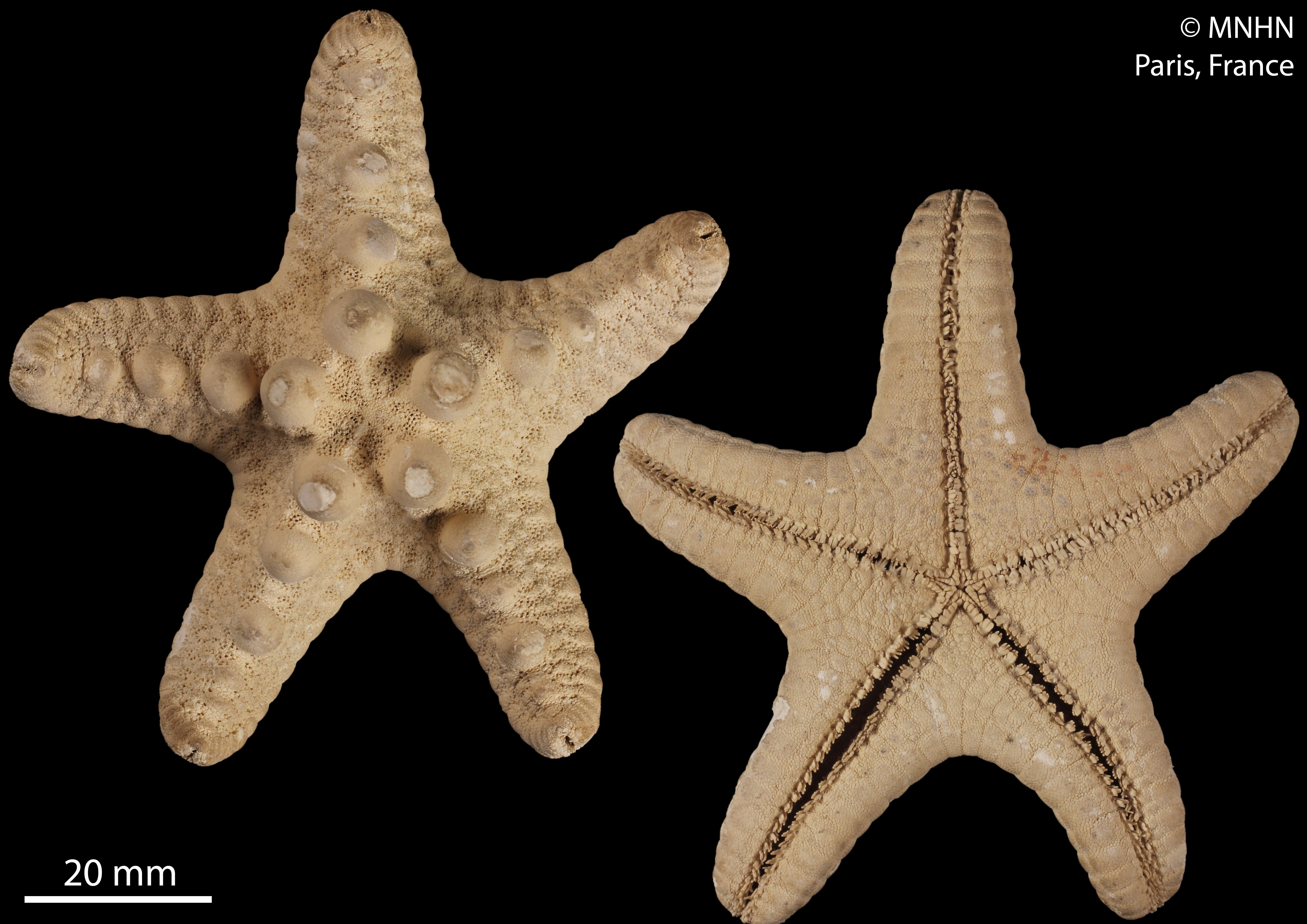 Image of chocolate chip sea star