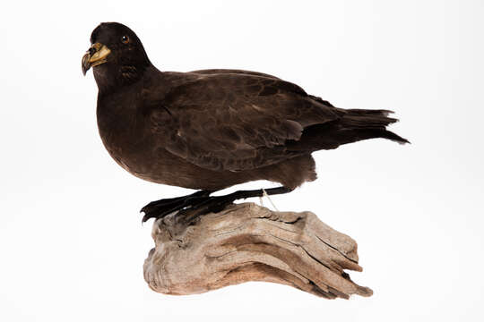 Image of Black (Parkinson's) Petrel