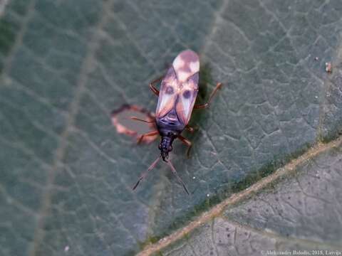 Image of Common flowerbug