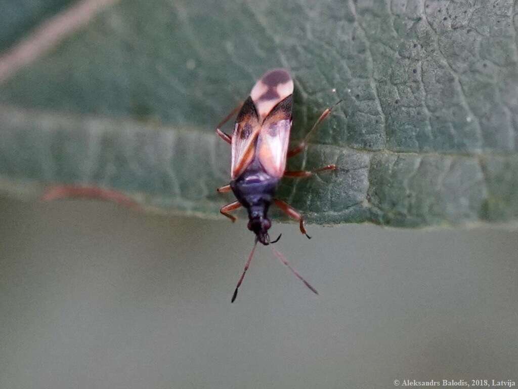 Image of Common flowerbug