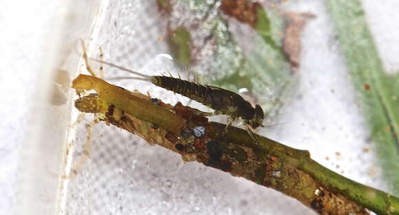 Image of Nectopsyche exquisita (Walker 1852)