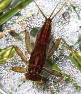 Image of Stenacron Mayfly