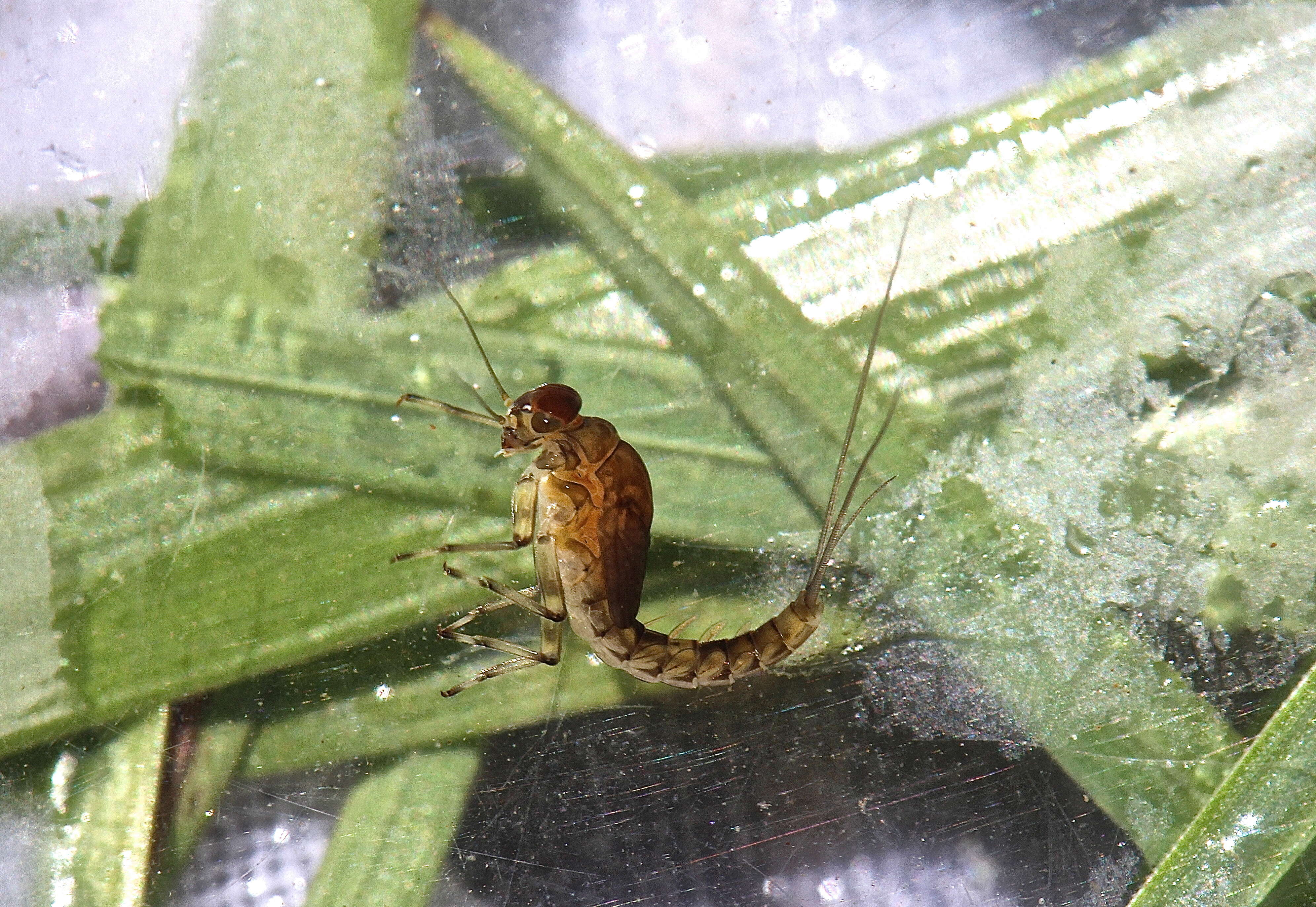 Image of Baetis tricaudatus Dodds 1923