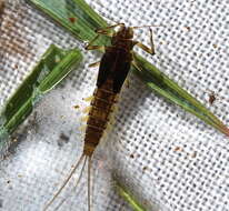 Imagem de Baetis tricaudatus Dodds 1923