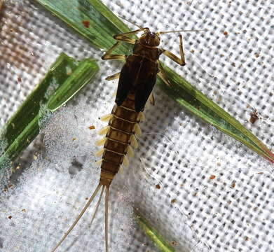 صورة Baetis tricaudatus Dodds 1923