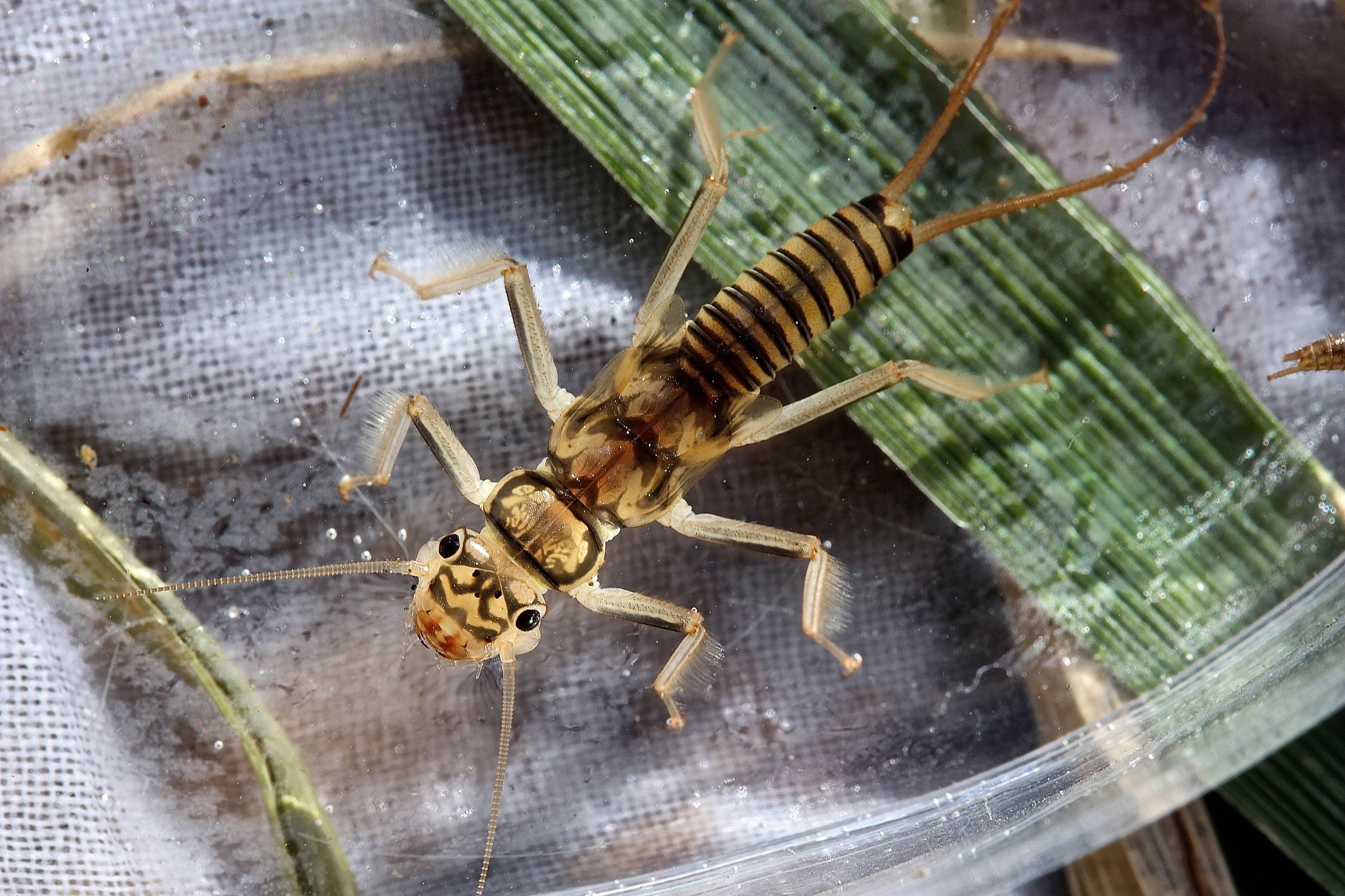 Image of Isogenoides hansoni (Ricker 1952)