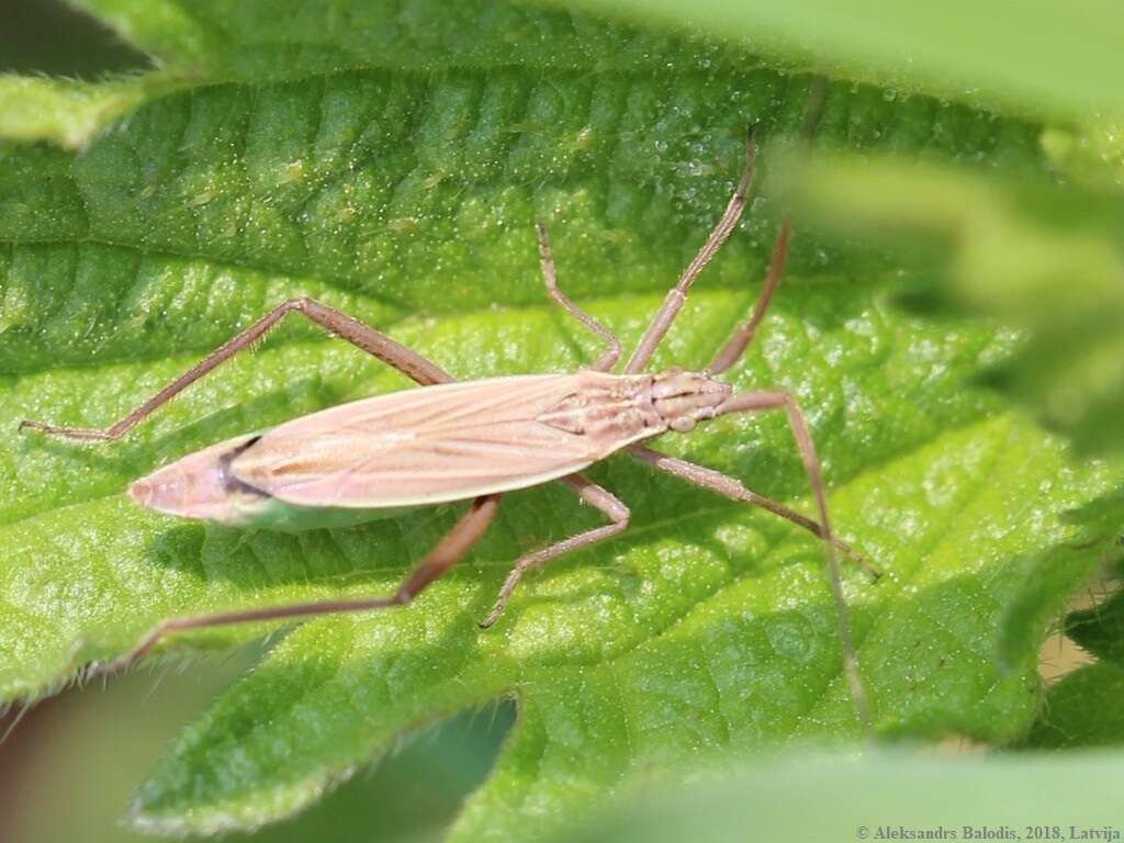 Image de Notostira elongata (Geoffroy 1785)