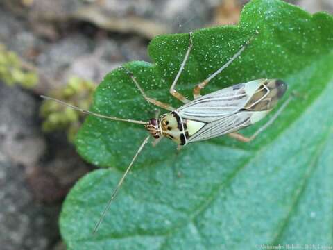 Слика од Rhabdomiris striatellus (Fabricius 1794)