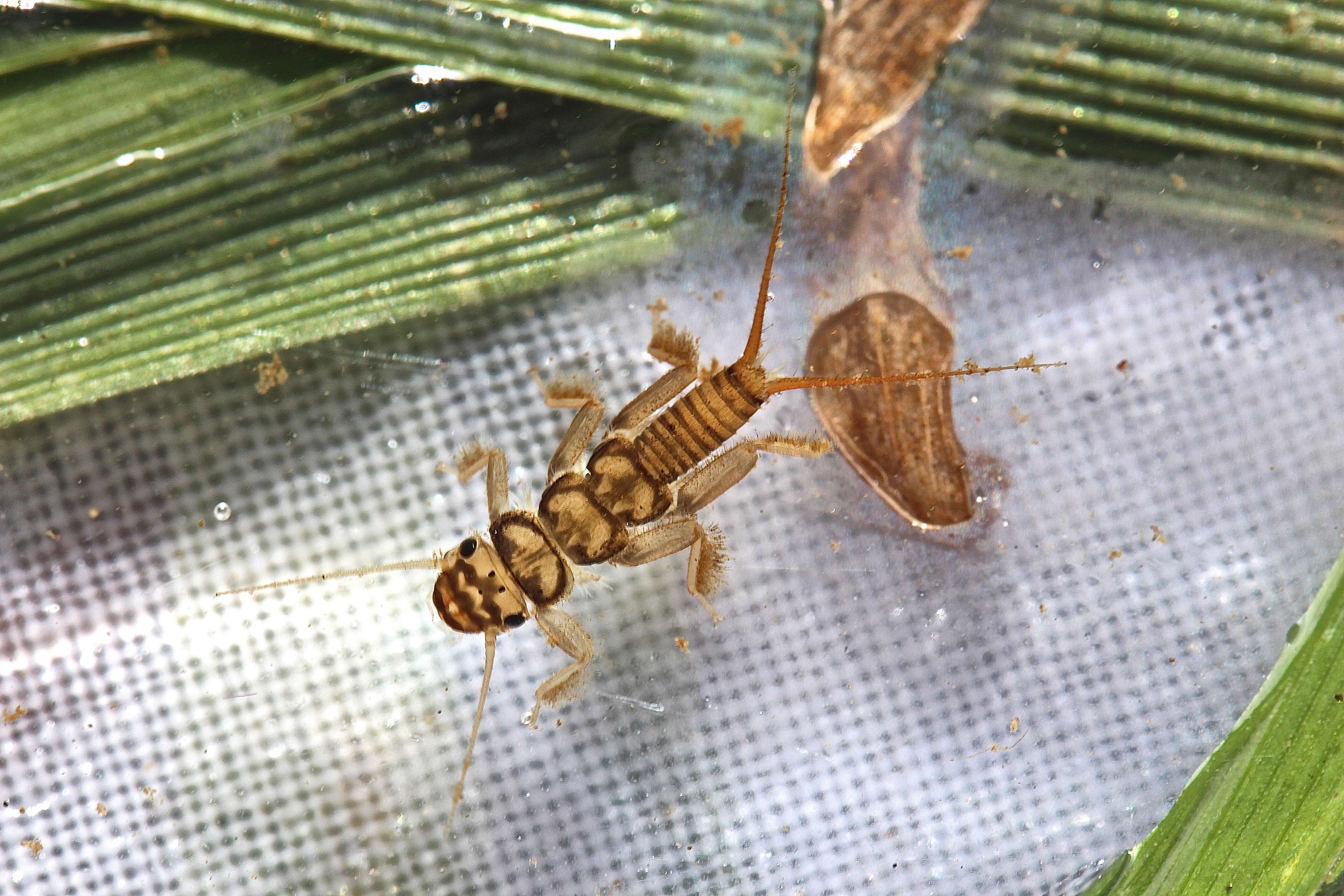 Image of Agnetina flavescens (Walsh 1862)