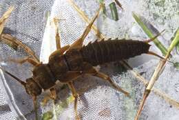 Image of Appalachian Salmonfly