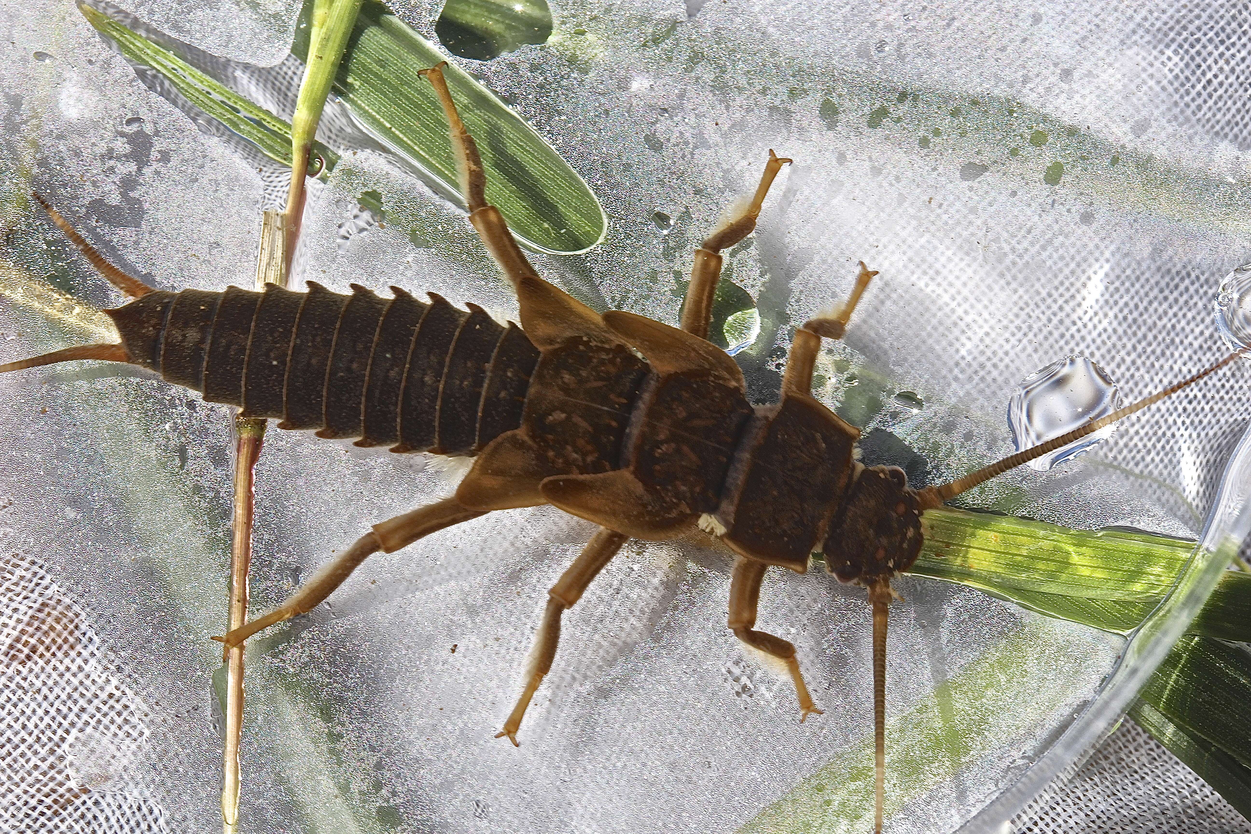 Image of Appalachian Salmonfly