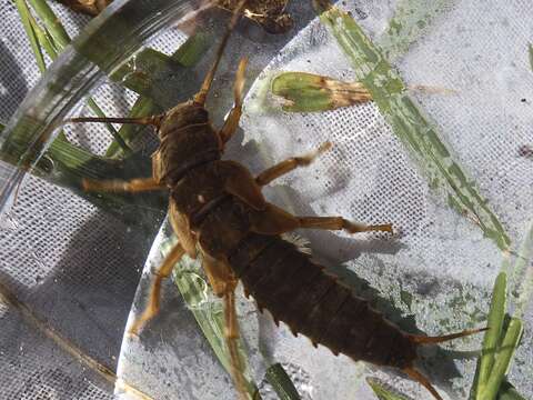 Image of Appalachian Salmonfly