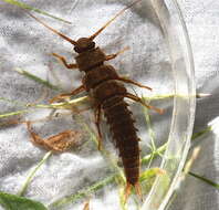 Image of Appalachian Salmonfly