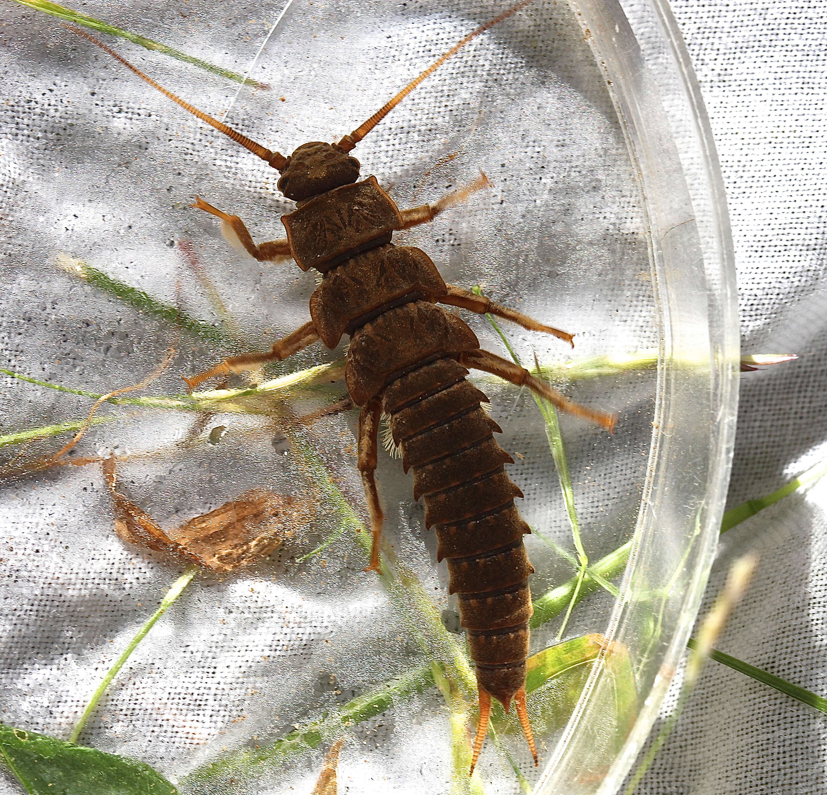 Image of Appalachian Salmonfly