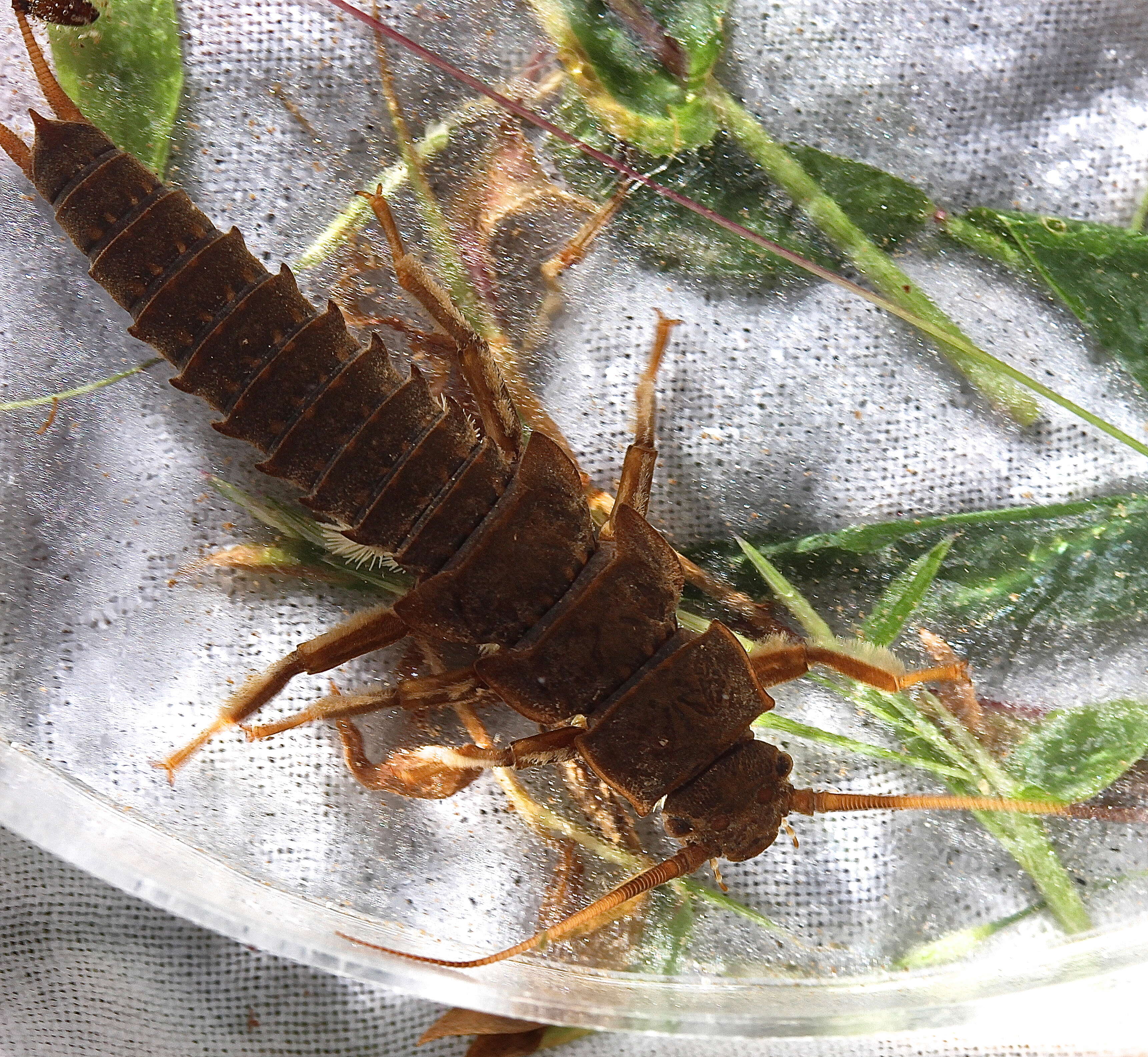 Image of Appalachian Salmonfly