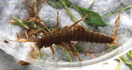 Image of Appalachian Salmonfly