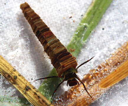 Image of Apple Caddis