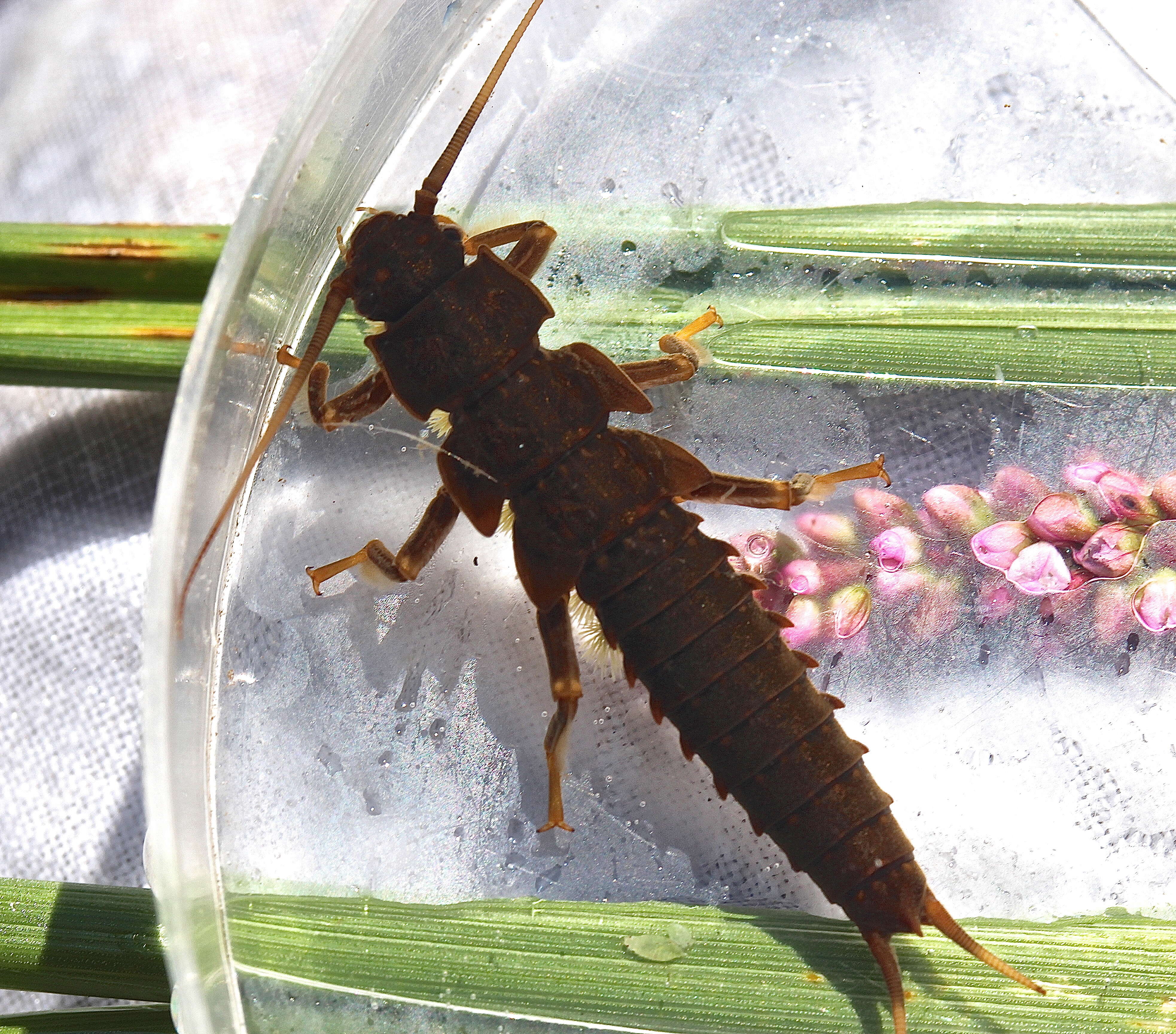 Image of Appalachian Salmonfly