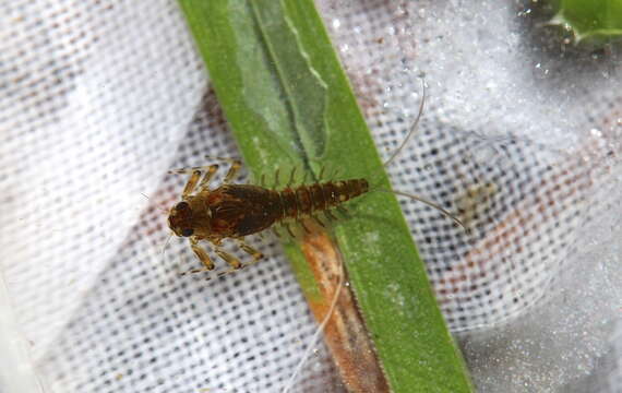 Image of Acentrella nadineae McCafferty, Waltz & Webb 2009